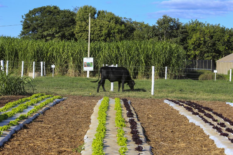 Mais crédito para a reforma agrária: autorizado novo acesso ao Pronaf para assentados