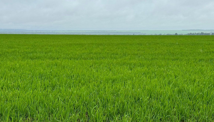 Arroz de terras altas se torna opção atrativa de 2ª safra entre produtores do norte de Mato Grosso