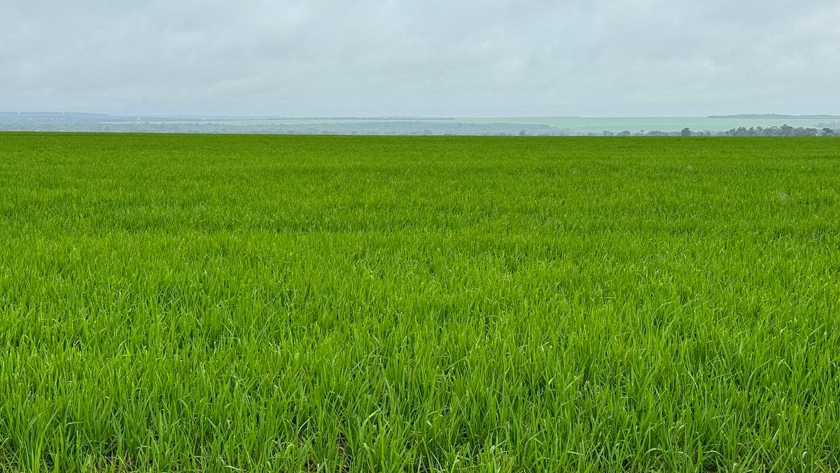 Arroz de terras altas se torna opção atrativa de 2ª safra entre produtores do norte de Mato Grosso