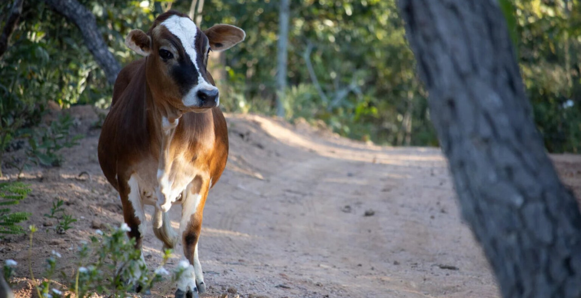 Criação de mini vacas cresce no Brasil