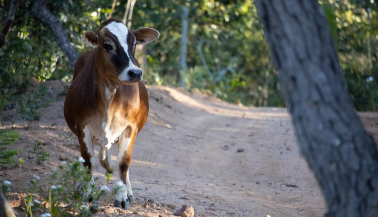 Criação de mini vacas cresce no Brasil