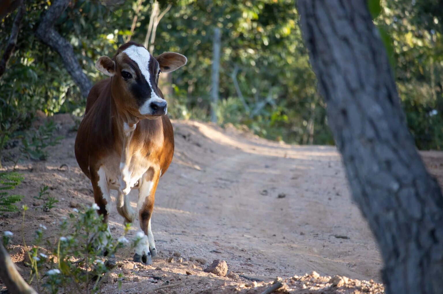 Criação de mini vacas cresce no Brasil