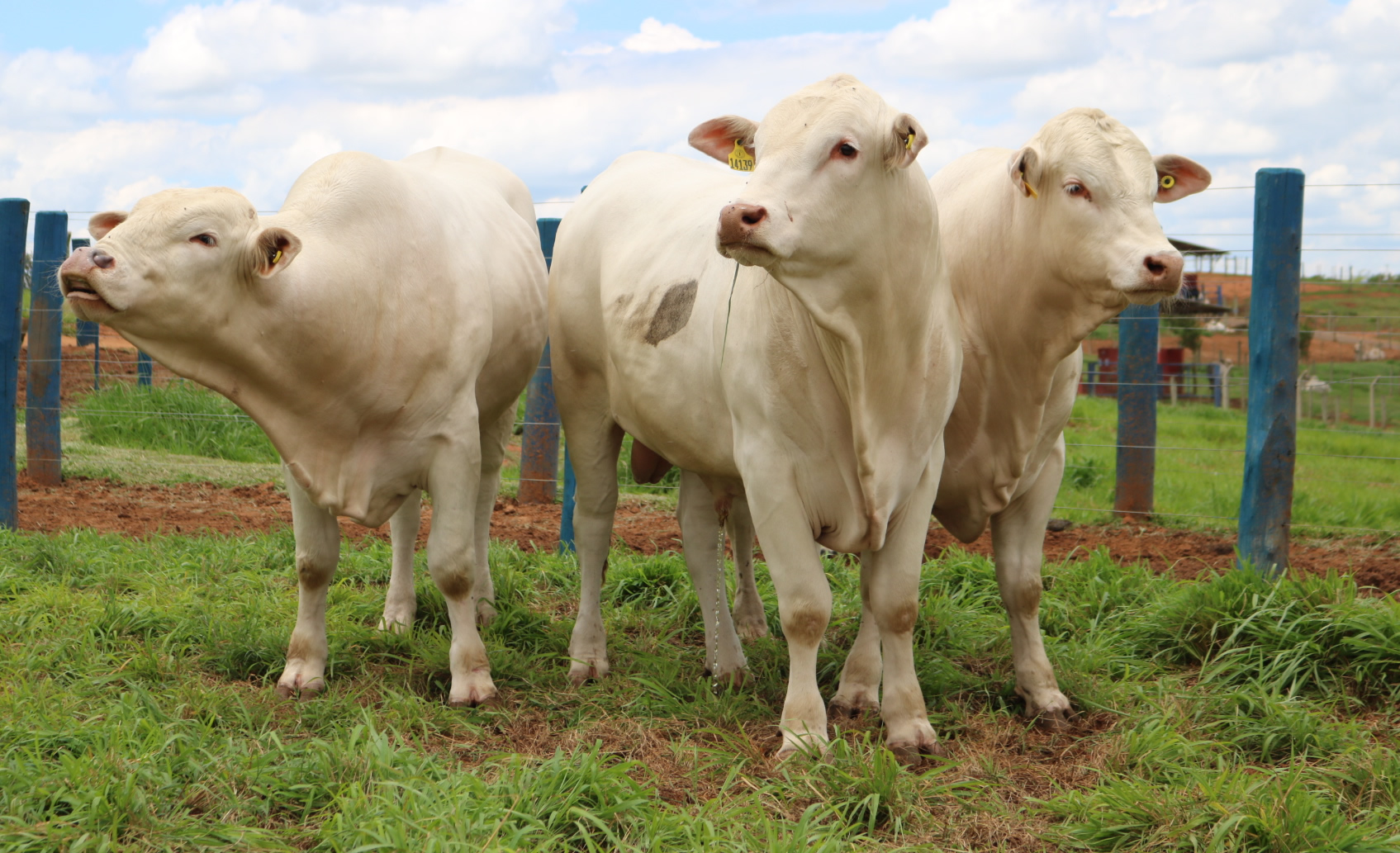 Canchim prova sua eficiencia na producao de carne