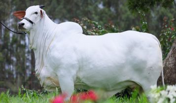 Carina FIV do Kado recordista mundial de preco da raca Nelore - 24 milhoes
