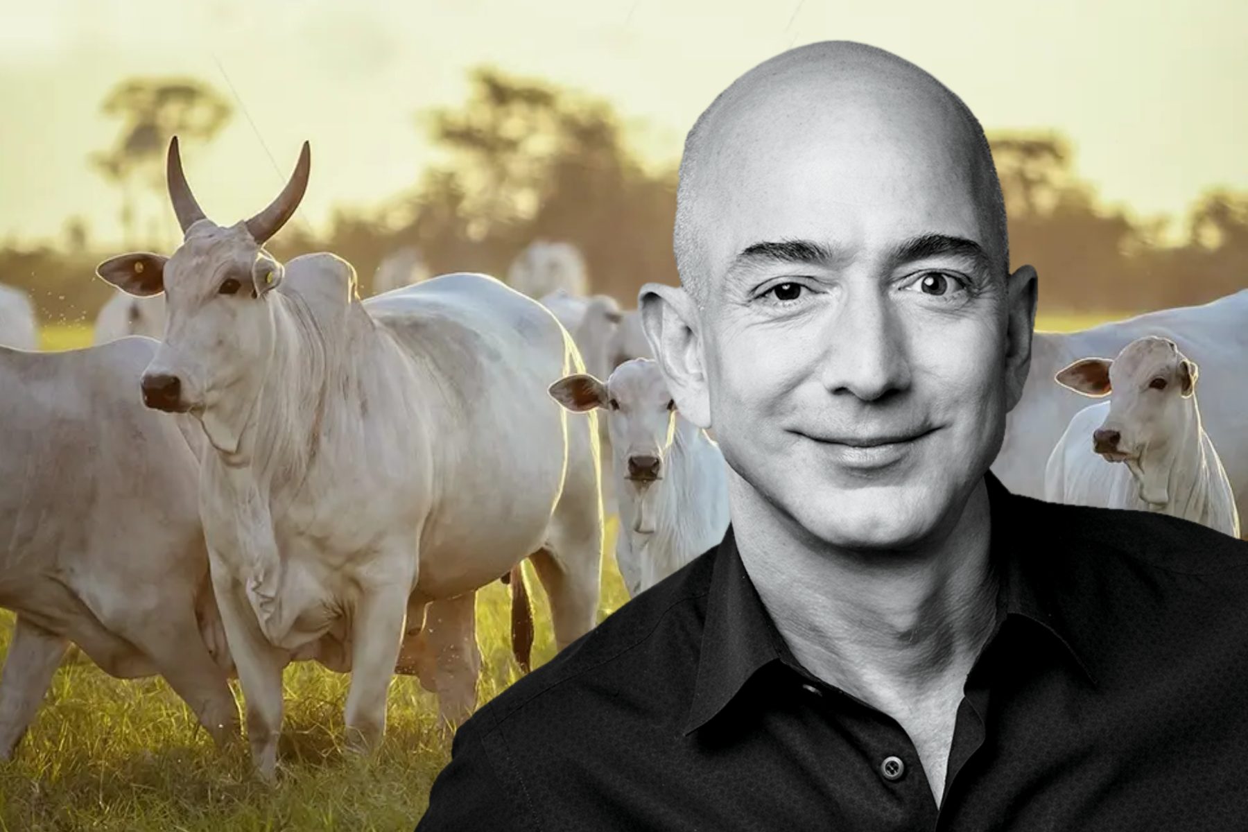 jeff bezos