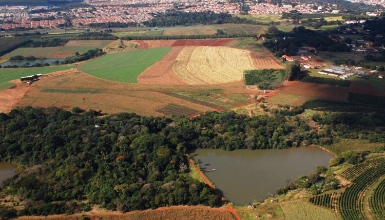 Fazenda Santa Elisa | Divulgação/IAC