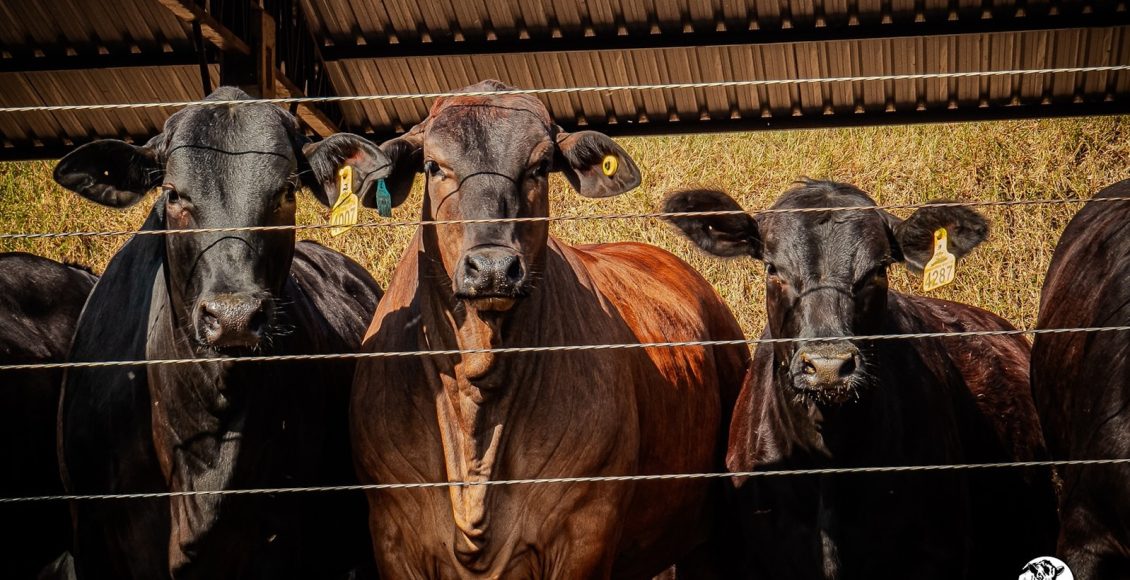 Estancia Independencia - gado confinamento - cruzamento angus x nelore 1