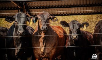 Estancia Independencia - gado confinamento - cruzamento angus x nelore 1