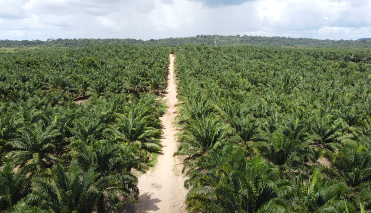 Grupo BBF impulsiona agricultura sustentável e gera milhares de empregos na região Amazônica