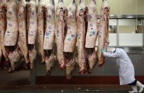 Funcionario de frigorifico empurrando a linha de carcacas bovinas