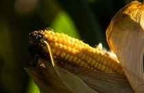 Pesquisa do IAC mostra que monitoramento climático contribui para a previsão e controle de pragas no milho