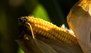 Pesquisa do IAC mostra que monitoramento climático contribui para a previsão e controle de pragas no milho