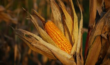 Brasil já exportou mais milho em três dias úteis do que em todo março/24