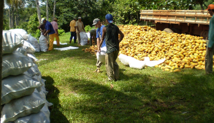 Pequenos agricultores recebem gratuitamente sementes híbridas de alta performance para aumentar a produtividade do cacau no Pará Ceplac