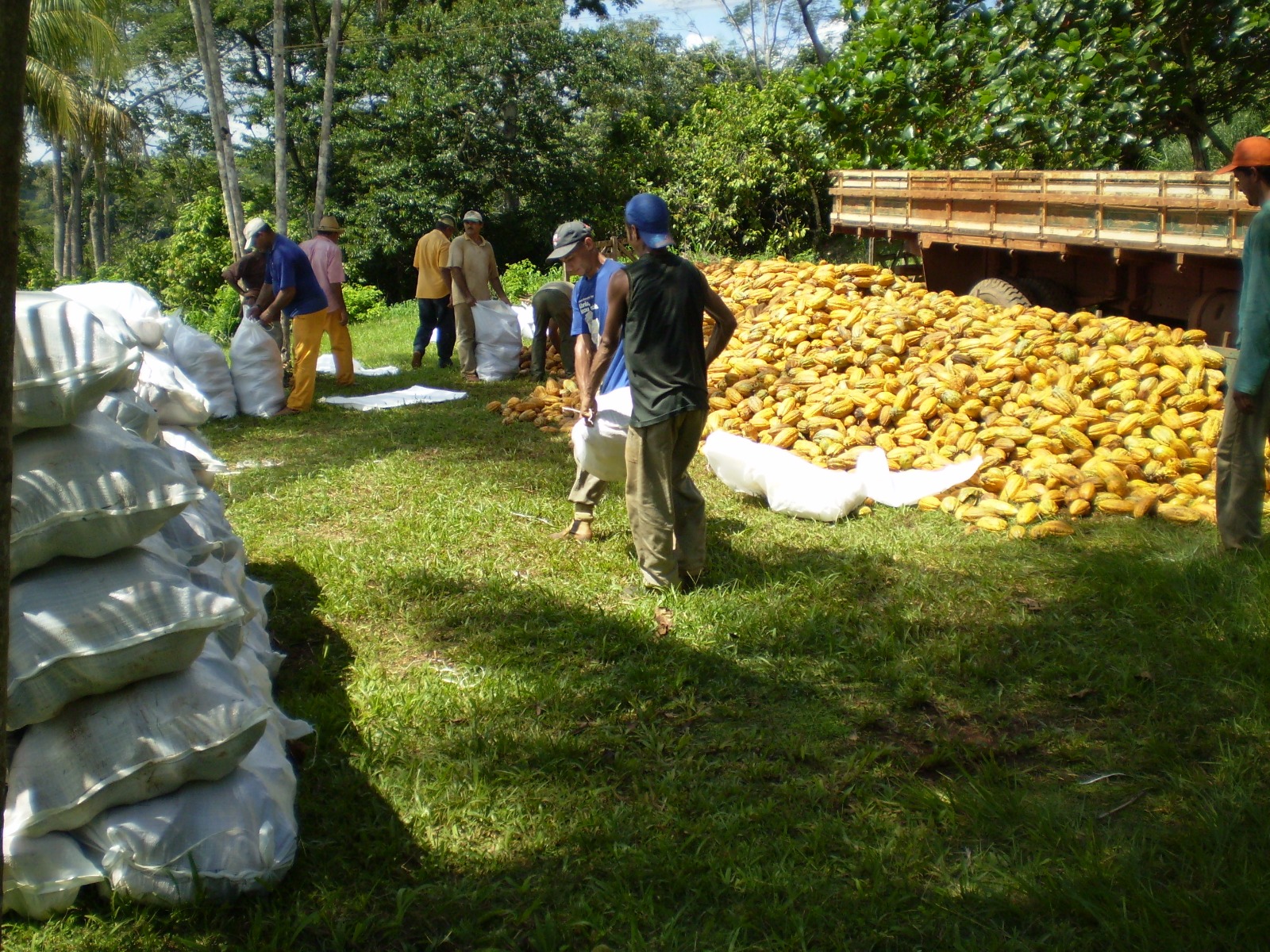 Pequenos agricultores recebem gratuitamente sementes híbridas de alta performance para aumentar a produtividade do cacau no Pará Ceplac