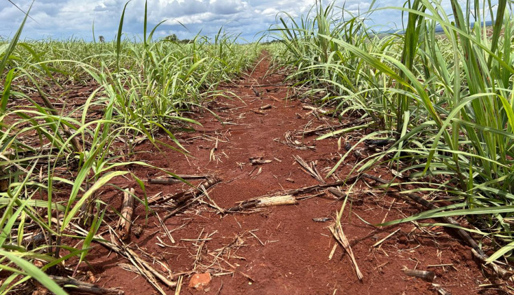 Escolha correta do herbicida é decisiva para manejo de plantas daninhas e recuperação do ritmo de crescimento da cana-de-açúcar