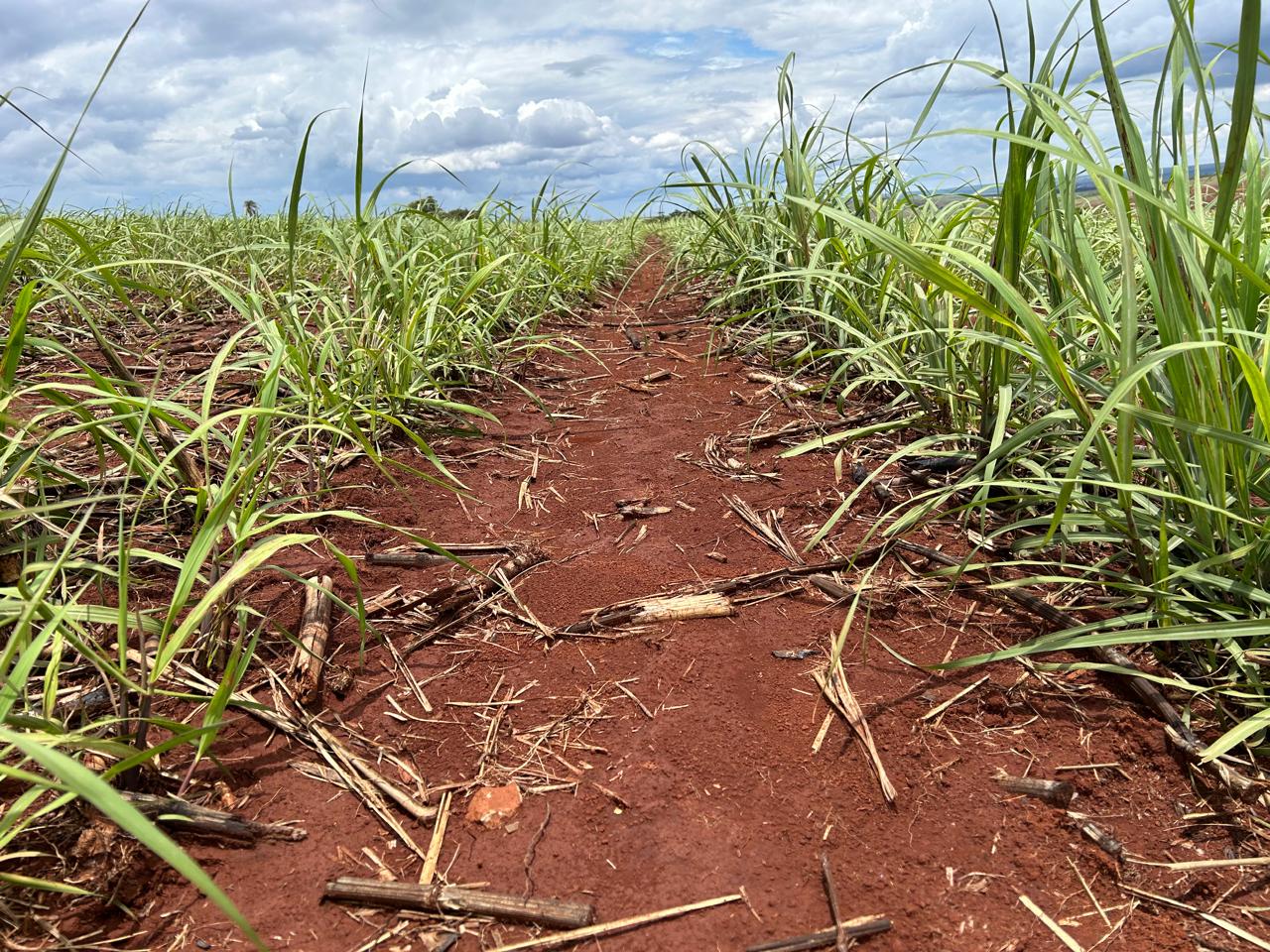 Escolha correta do herbicida é decisiva para manejo de plantas daninhas e recuperação do ritmo de crescimento da cana-de-açúcar