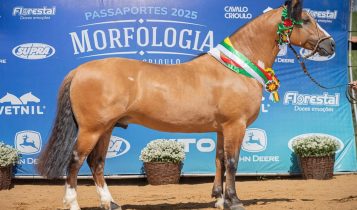 Revelados os selecionados para Cavalo Crioulo da Expointer 2025
