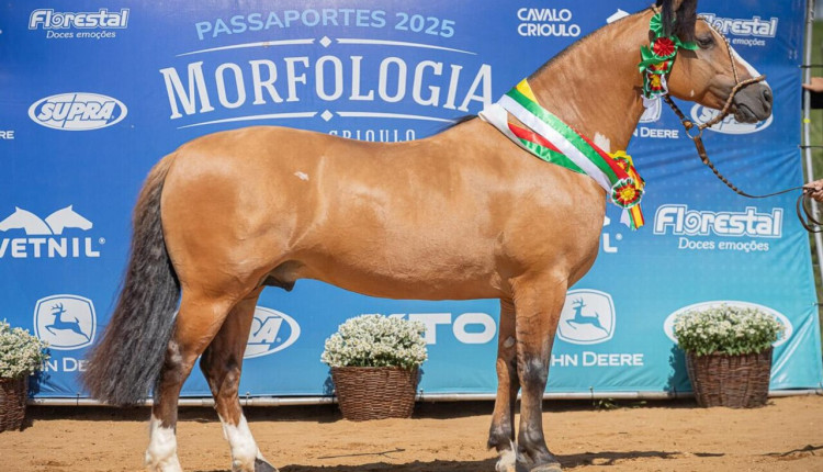 Revelados os selecionados para Cavalo Crioulo da Expointer 2025