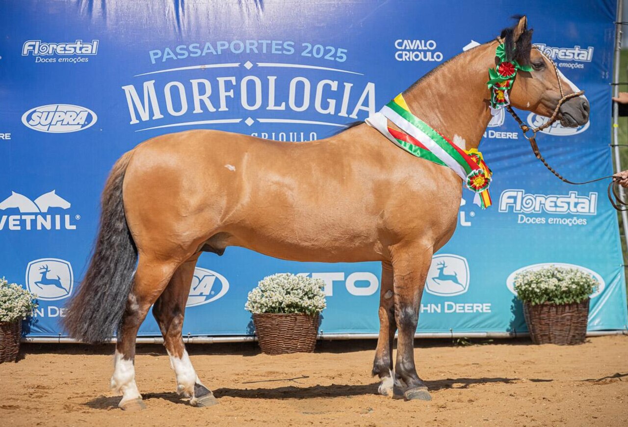 Revelados os selecionados para Cavalo Crioulo da Expointer 2025