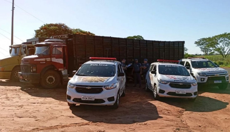 acao da policia militar furto de gado caminhao