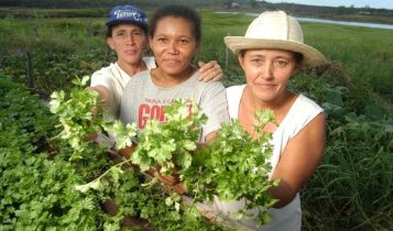 Agricultores familiares contrataram R$ 29,5 bilhões do Plano Safra