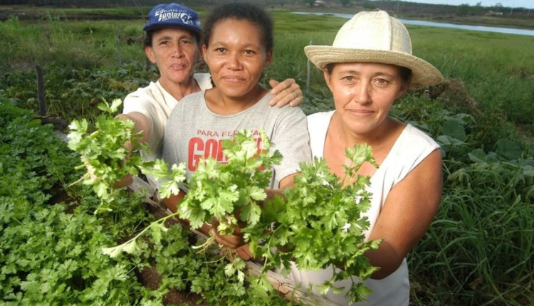 Agricultores familiares contrataram R$ 29,5 bilhões do Plano Safra