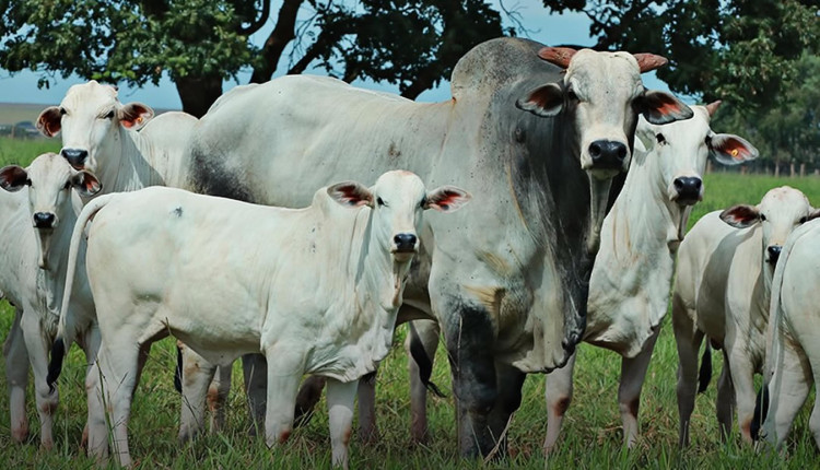 agropecuaria_cutolo- familia nelore vaca bezerro e touro nelore - fotao