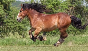 Raça Bretão: Conheça um dos cavalos mais poderosos do mundo