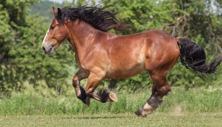 Raça Bretão: Conheça um dos cavalos mais poderosos do mundo