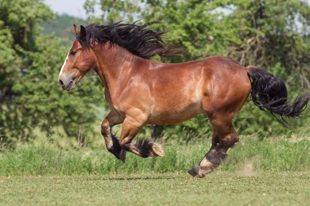 Raça Bretão: Conheça um dos cavalos mais poderosos do mundo