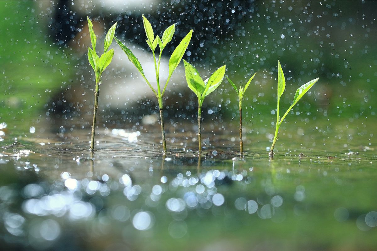 Sol e chuva no feriado: veja a previsão do tempo para amanhã