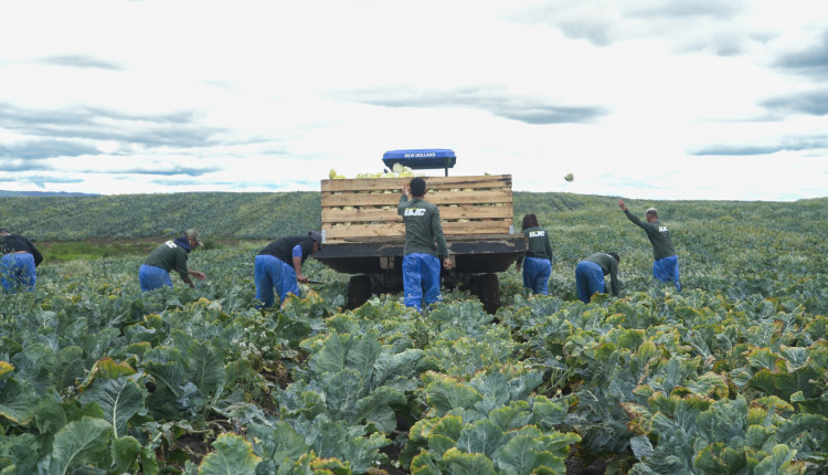 Grano Alimentos realiza parceria com mais de 100 agricultores familiares por meio de compras recorrentes e suporte técnico