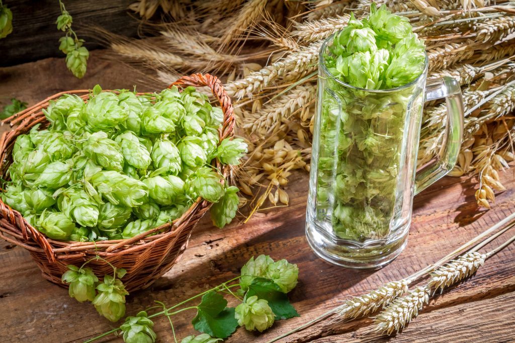 Lúpulo na cerveja: Entenda o que é e qual sua função