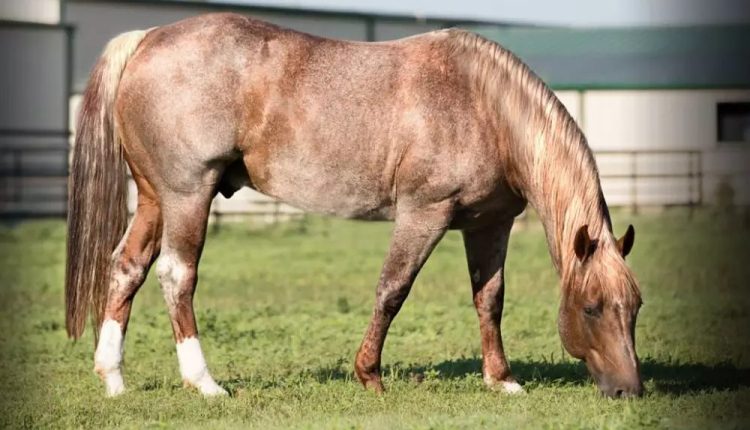 Conheça o cavalo quarto de milha mais caro do mundo