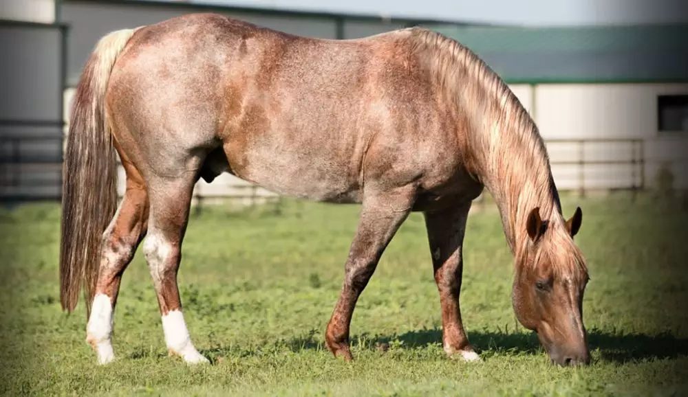 Conheça o cavalo quarto de milha mais caro do mundo