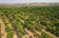 Mercado madeireiro no Brasil espera crescimento nos próximos anos