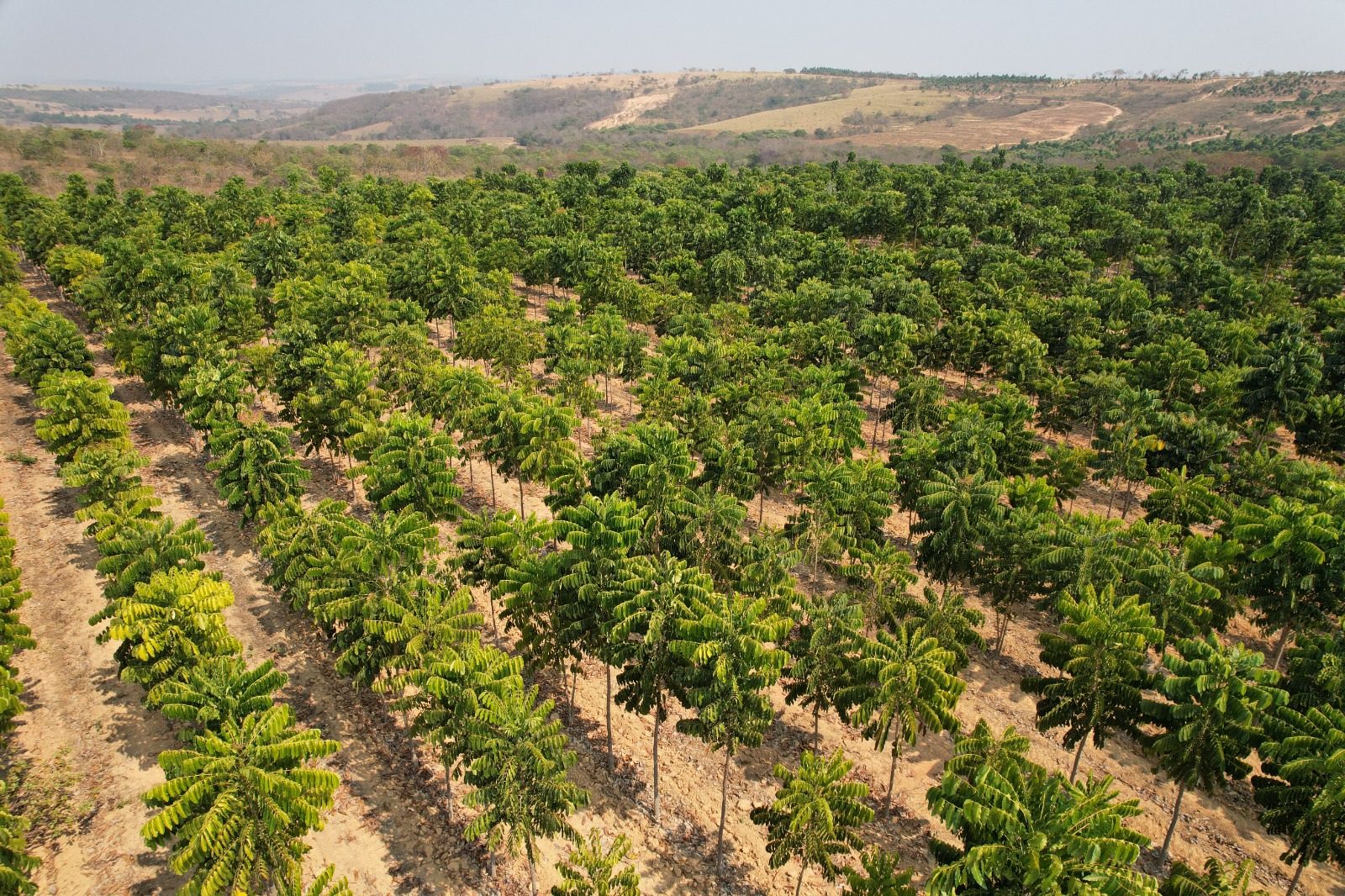 Mercado madeireiro no Brasil espera crescimento nos próximos anos