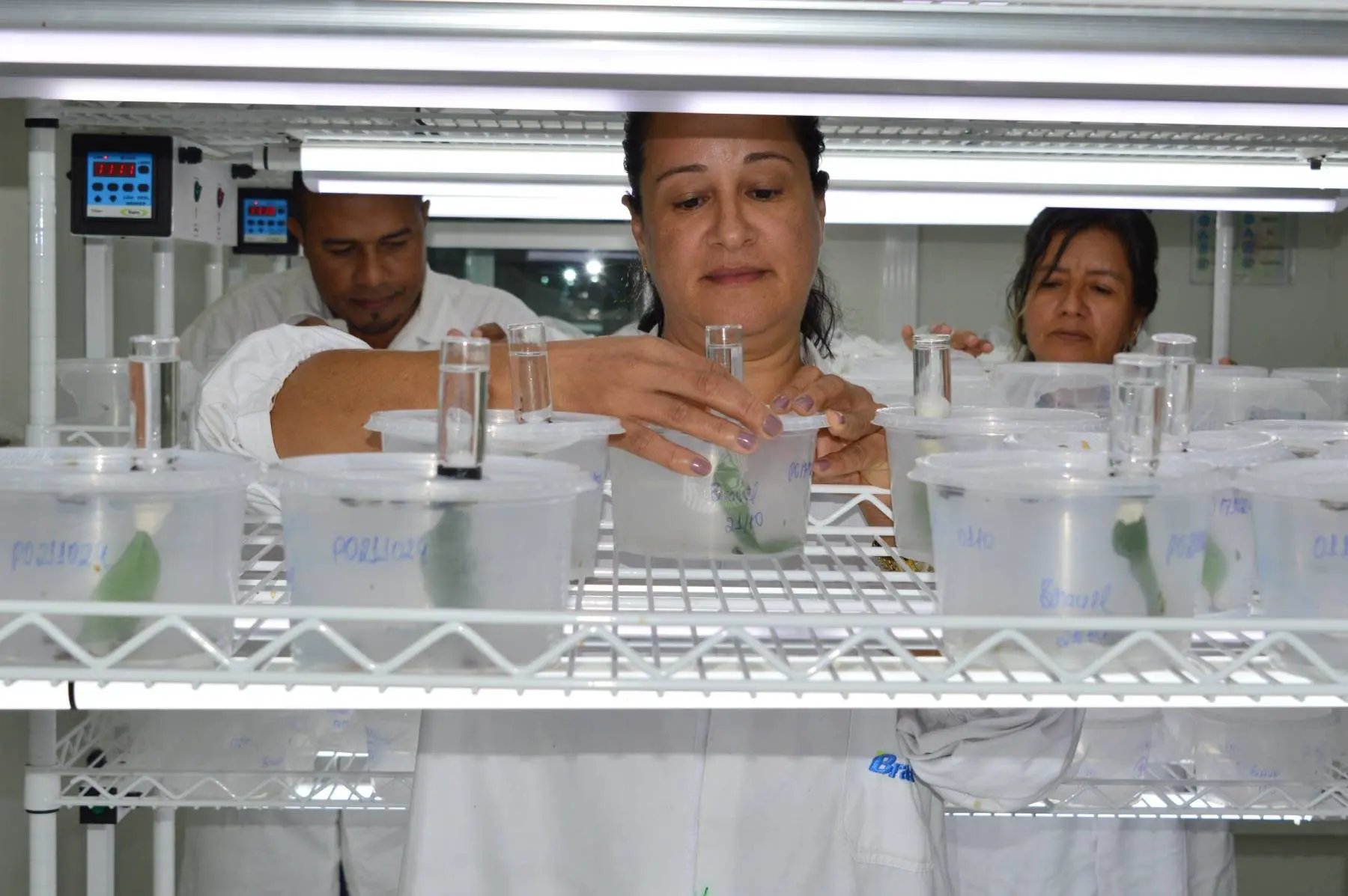 Biofábrica da Bracell reduz impactos ambientais no manejo de pragas do eucalipto