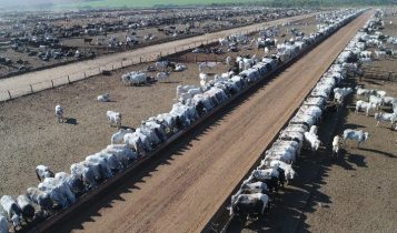 Gigante do confinamento acelera engorda e parceiros economizam, em média, R$ 132,80/boi