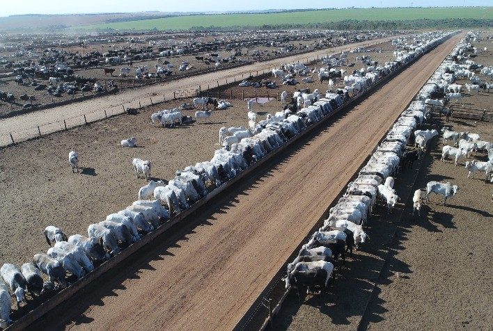 Gigante do confinamento acelera engorda e parceiros economizam, em média, R$ 132,80/boi