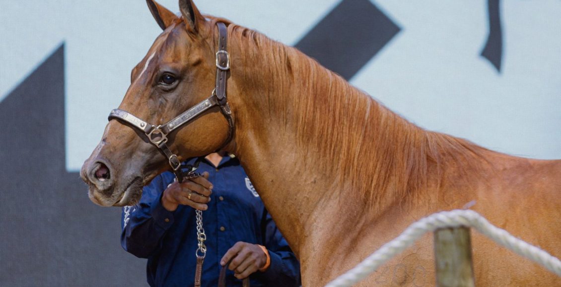 Monte Sião Haras arremata campeã Go Girl Toro LM por R$ 12 milhões e bate recorde do Quarto de Milha