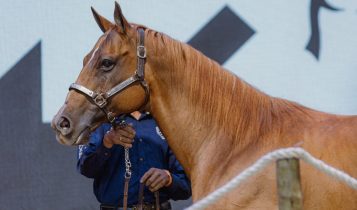 Monte Sião Haras arremata campeã Go Girl Toro LM por R$ 12 milhões e bate recorde do Quarto de Milha