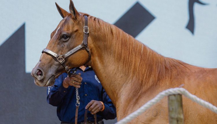 Monte Sião Haras arremata campeã Go Girl Toro LM por R$ 12 milhões e bate recorde do Quarto de Milha