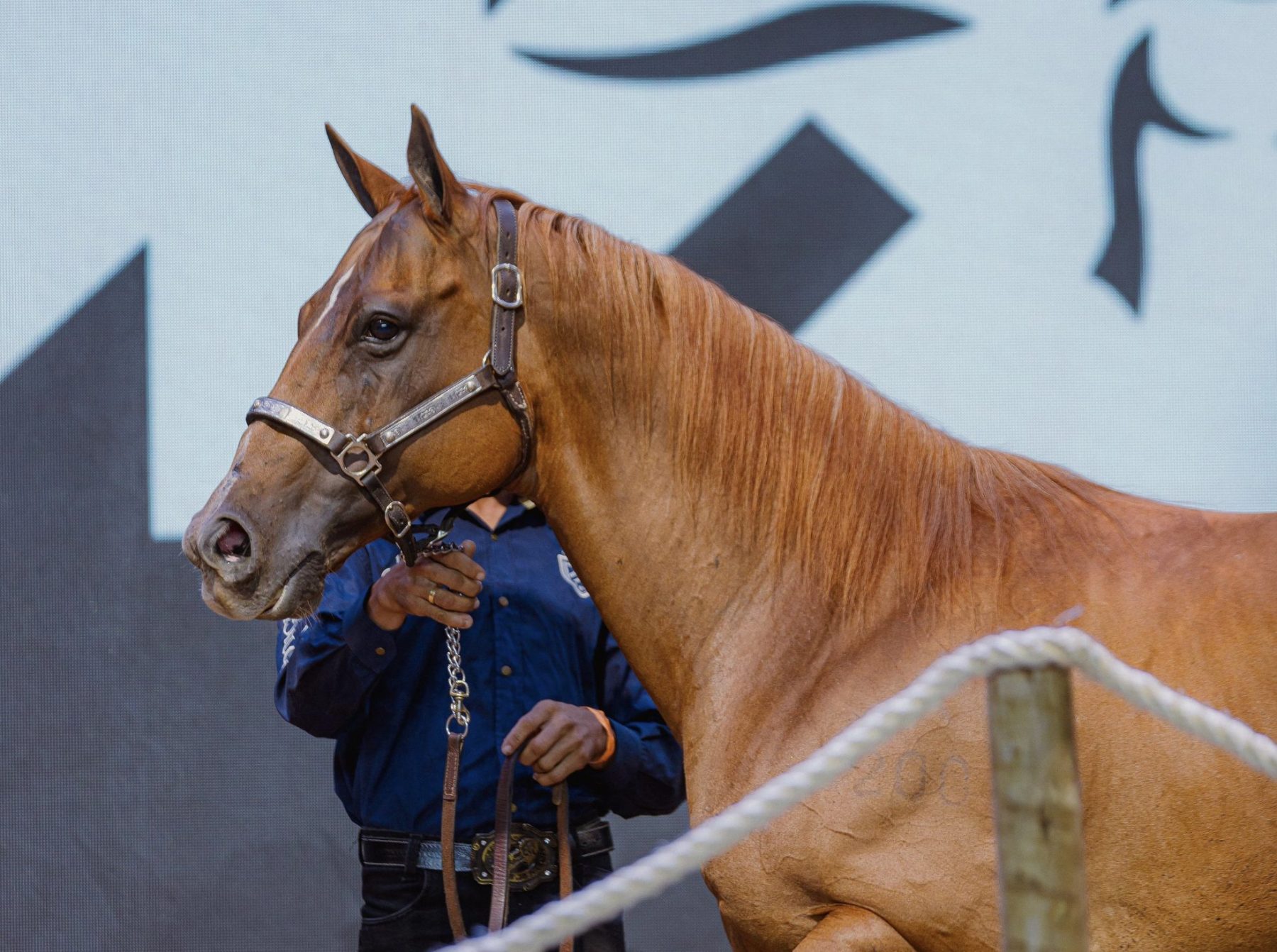 Monte Sião Haras arremata campeã Go Girl Toro LM por R$ 12 milhões e bate recorde do Quarto de Milha