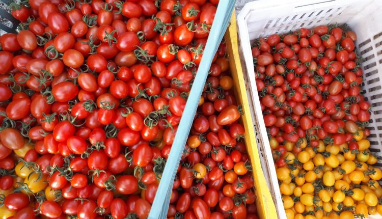 Manejo simplificado de tomate grape permite que médios e pequenos produtores entrem no segmento gourmet