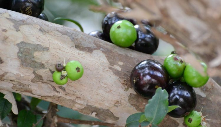 Pesquisadores criam pão feito com farinha de jabuticaba que pode ser consumido por diabéticos