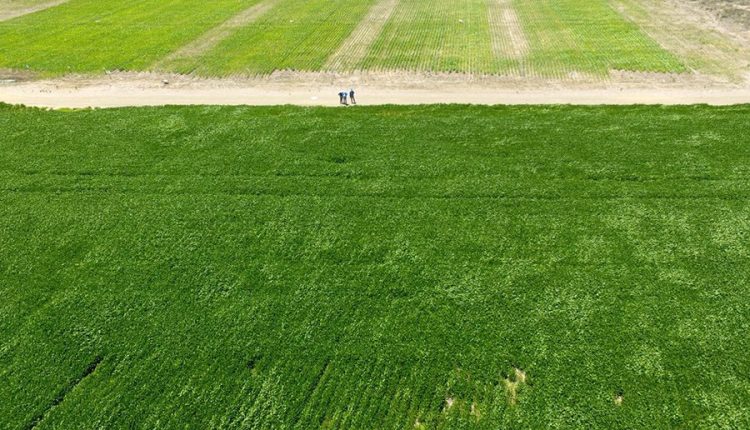 Elevadas doses de calcário no solo aumentam produtividade da soja no Matopiba