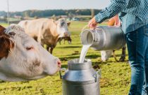 Segredos da alimentação para alcançar picos extraordinários na produção de leite