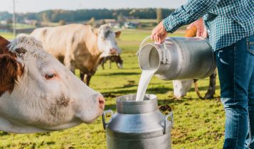 Segredos da alimentação para alcançar picos extraordinários na produção de leite